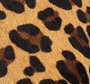 LEOPARDO